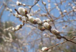 pussy willows